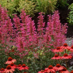 'Morello' Hummingbird Mint -Naty Plants Shop agastache morello 3 P