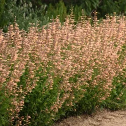 Meant To Bee™ Queen Nectarine Hummingbird Mint -Naty Plants Shop agastache queen nectarine