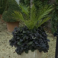 'Black Scallop' Bugleweed -Naty Plants Shop ajuga black scallop bugleweed 1 129a665e b42f 4ba2 94d6 0da545e3cf2b sw