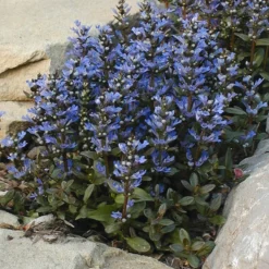 'Chocolate Chip' Bugleweed