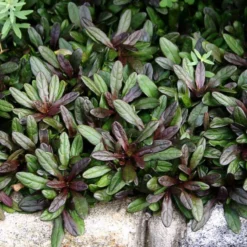 'Chocolate Chip' Bugleweed -Naty Plants Shop ajuga chocolate chip bugleweed 3