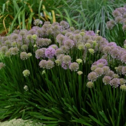'Millenium' Allium -Naty Plants Shop allium millenium 1