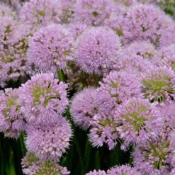 'Millenium' Allium -Naty Plants Shop allium millenium 2