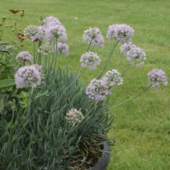 'Blue Eddy' Allium -Naty Plants Shop allium senescens blue eddy 2 sw