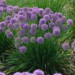 'Serendipity' Allium -Naty Plants Shop allium serendipity german garlic 1 P