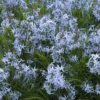 Threadleaf Bluestar