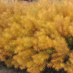 Threadleaf Bluestar -Naty Plants Shop amsonia hubrichtii bluestar 2