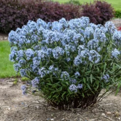 'Storm Cloud' Bluestar 9 'Storm Cloud' Bluestar -Naty Plants Shop amsonia tabernaemontana storm cloud bluestar 2