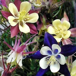 'Biedermeier Mix' Columbine -Naty Plants Shop aquilegia biedermeier mix columbine 4 square sw