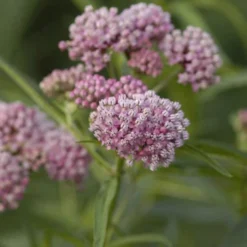 'Cinderella' Swamp Milkweed -Naty Plants Shop asclepias incarnata cinderella swamp weed milkweed 1