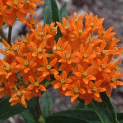 Orange Milkweed -Naty Plants Shop asclepias tuberosa butterfly weed 1