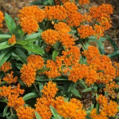 Orange Milkweed -Naty Plants Shop asclepias tuberosa butterfly weed 2