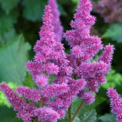 'Visions' Astilbe -Naty Plants Shop astilbe visions false spirea 1