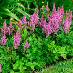 'Visions' Astilbe -Naty Plants Shop astilbe visions false spirea 2