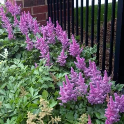 'Visions' Astilbe -Naty Plants Shop astilbe visions false spirea 3