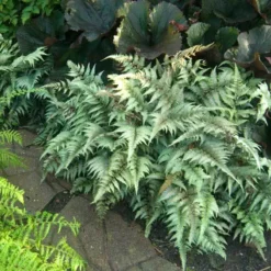Japanese Painted Fern -Naty Plants Shop athyrium nipponicum pictum 1