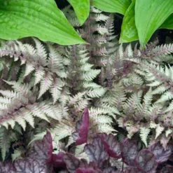 Japanese Painted Fern -Naty Plants Shop athyrium nipponicum pictum 2
