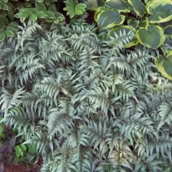 Japanese Painted Fern -Naty Plants Shop athyrium nipponicum pictum 3