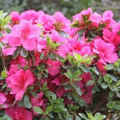 Bloom-A-Thon® Hot Pink Reblooming Azalea