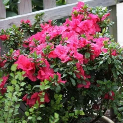 Bloom-A-Thon® Hot Pink Reblooming Azalea -Naty Plants Shop azalea bloom a thon hot pink 3 P 6af5232a 90fa 4cea b7aa 501ac3cb47ae sw