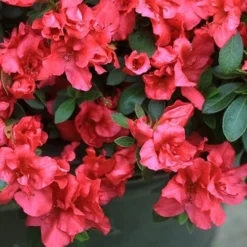 Bloom-A-Thon® Red Reblooming Azalea