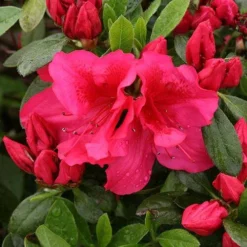 Bloom-A-Thon® Red Reblooming Azalea -Naty Plants Shop azalea bloom a thon red 3 P 7a692c2a 10e4 42fd baf7 7af3cfd75363 sw