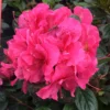 Perfecto Mundo® Double Dark Pink Reblooming Azalea