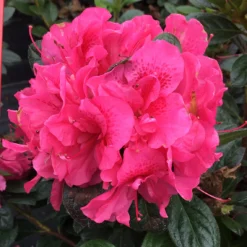 Perfecto Mundo® Double Dark Pink Reblooming Azalea