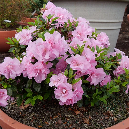 Perfecto Mundo® Double Pink Reblooming Azalea 1 Perfecto Mundo® Double Pink Reblooming Azalea