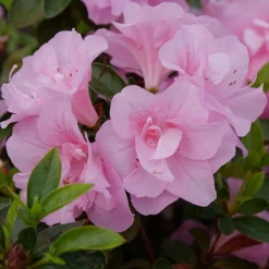 Perfecto Mundo® Double Pink Reblooming Azalea 10 Perfecto Mundo® Double Pink Reblooming Azalea -Naty Plants Shop azalea perfecto mundo double pink 2 P