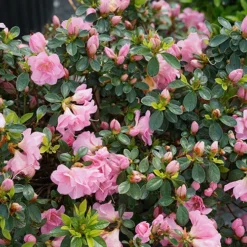 Perfecto Mundo® Double Pink Reblooming Azalea 12 Perfecto Mundo® Double Pink Reblooming Azalea -Naty Plants Shop azalea perfecto mundo double pink 4 P