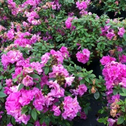 Perfecto Mundo® Double Purple Reblooming Azalea 10 Perfecto Mundo® Double Purple Reblooming Azalea -Naty Plants Shop azalea perfecto mundo double purple 1 P