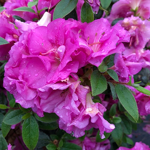 Perfecto Mundo® Double Purple Reblooming Azalea 2 Perfecto Mundo® Double Purple Reblooming Azalea - Image 2