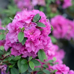 Perfecto Mundo® Double Purple Reblooming Azalea 11 Perfecto Mundo® Double Purple Reblooming Azalea -Naty Plants Shop azalea perfecto mundo double purple 3 P