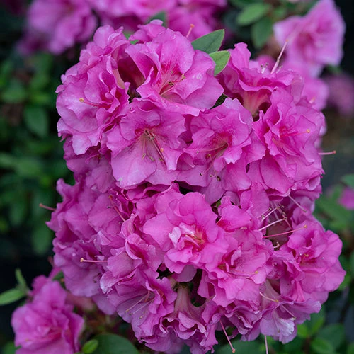 Perfecto Mundo® Double Purple Reblooming Azalea 1 Perfecto Mundo® Double Purple Reblooming Azalea