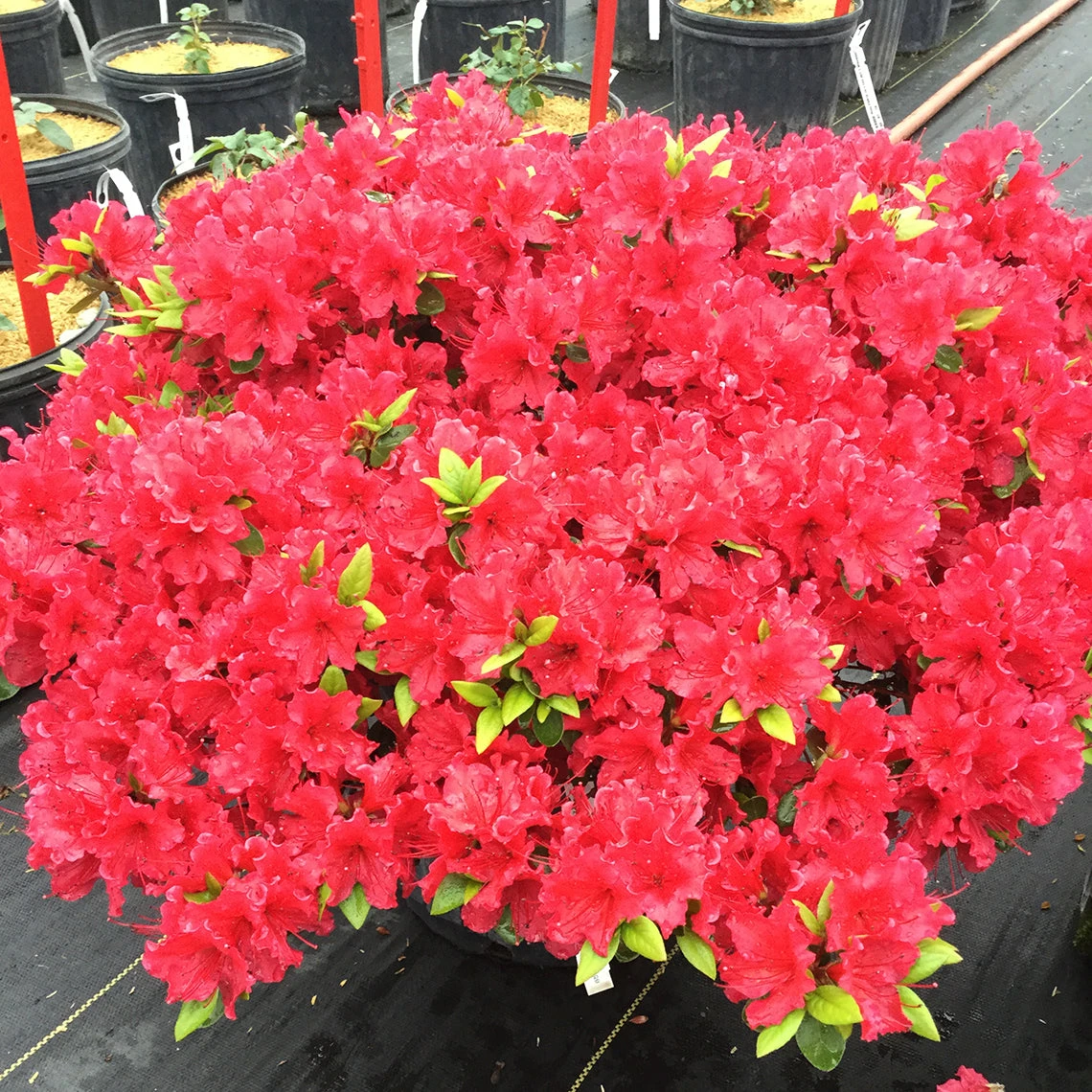 Perfecto Mundo® Red Reblooming Azalea 4 Perfecto Mundo® Red Reblooming Azalea - Image 4