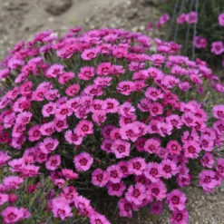 'Paint The Town Fancy' Dianthus 7 'Paint The Town Fancy' Dianthus -Naty Plants Shop b1150cc6e8b059233027611e8adf4cc3