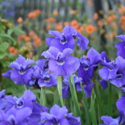 'Ruffled Velvet' Siberian Iris -Naty Plants Shop b1df01815896b2699046a69da3569ba1