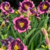 Rainbow Rhythm® 'Storm Shelter' Daylily
