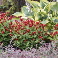 'Apple Slices' Spigelia -Naty Plants Shop b4f50afe9849e0d9a8d9551c6131e718