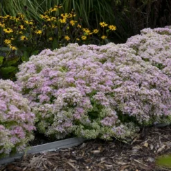 Rock 'N Round™ 'Pure Joy' Stonecrop -Naty Plants Shop b5bcd667164be833e564ec669ea9f3be