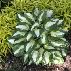 'Vulcan' Hosta -Naty Plants Shop b6296beeb1b63d63e1c4d167f587123f