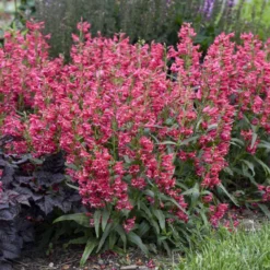 Bejeweled™ 'Rose Rhinestones' Beardtongue