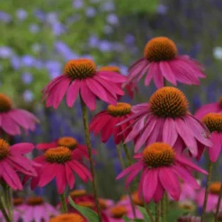 PowWow® Wild Berry Coneflower 8 PowWow® Wild Berry Coneflower -Naty Plants Shop b99ddca663cd1a150144778b6146cfd9