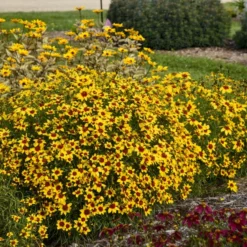 Designer Threads™ 'Golden Needles' Tickseed 6 Designer Threads™ 'Golden Needles' Tickseed -Naty Plants Shop b9b681de8e9e8a25b7f1d17d3b200bd2