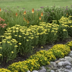 'Firefly Sunshine' Yarrow -Naty Plants Shop bc41150f70906a678e5addf4b28d43bc