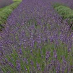 Phenomenal® Lavender -Naty Plants Shop bc55a5d16b0311983454a8918271667a