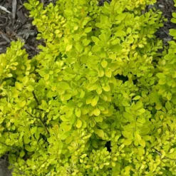 Sunjoy® Citrus Barberry -Naty Plants Shop berberis sunjoy citrus barberry 6