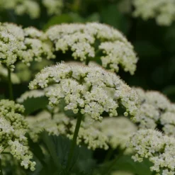 Blue Muffin® Arrowwood Viburnum -Naty Plants Shop bluemuffin2