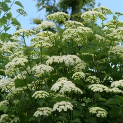 Blue Muffin® Arrowwood Viburnum -Naty Plants Shop bluemuffin4